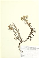 藏品(玉山抱莖籟蕭)的圖片